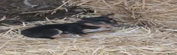 Australian Kelpie dogs for sale: Farm bred 5 boys 3 girls kelpie puppies - Advert 3