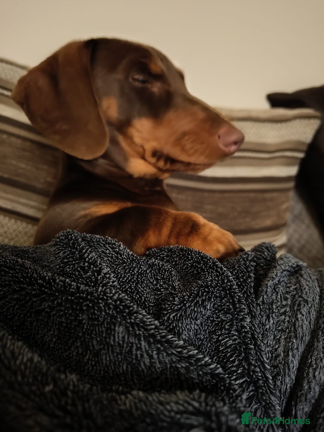 Dachshund dogs for sale: Two Dachshund Brothers - Image 19