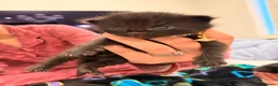 Mixed Breed cats for sale: Adorable Black Kittens Ready From 20th June 🖤 - Advert 3