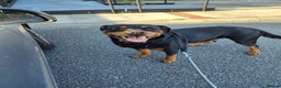 Rottweiler dogs for sale: Big beautiful Rottweiler puppies KC reg - Advert 12