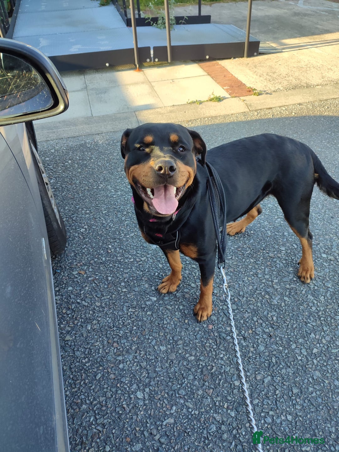 Rottweiler dogs for sale: Big beautiful Rottweiler puppies KC reg - Advert 12