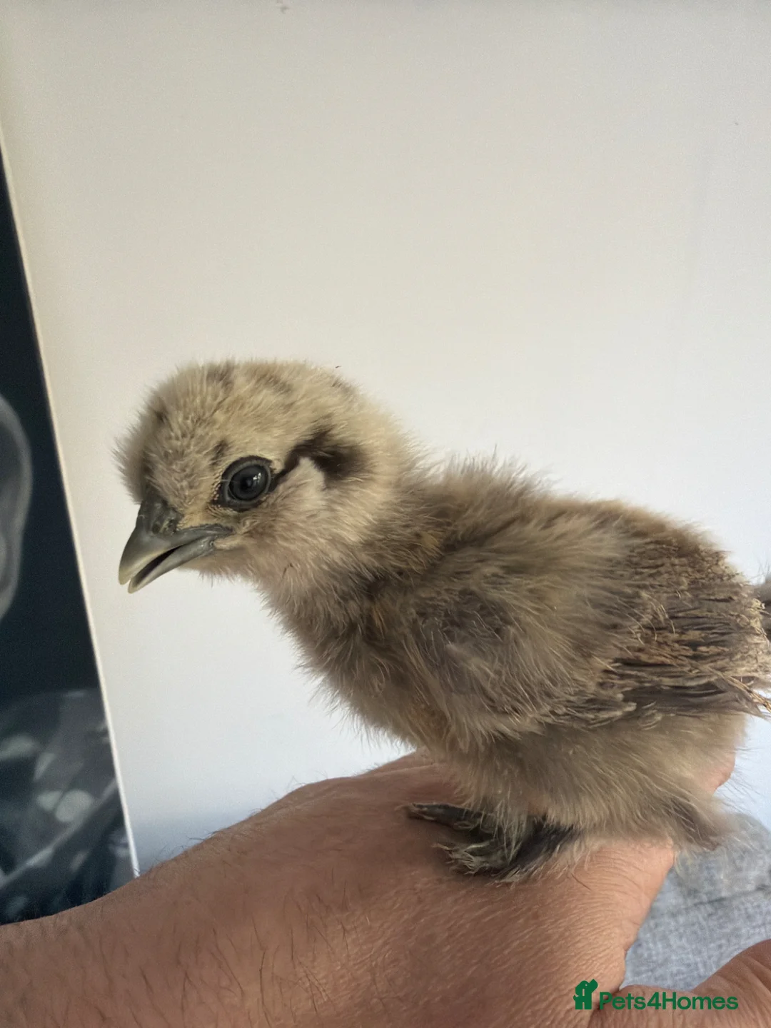 Chickens poultry for sale: Polish & silkie chicks  - Advert 1