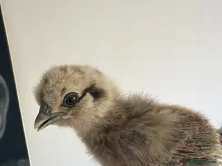 Chickens poultry Polish & silkie chicks - Advert 14