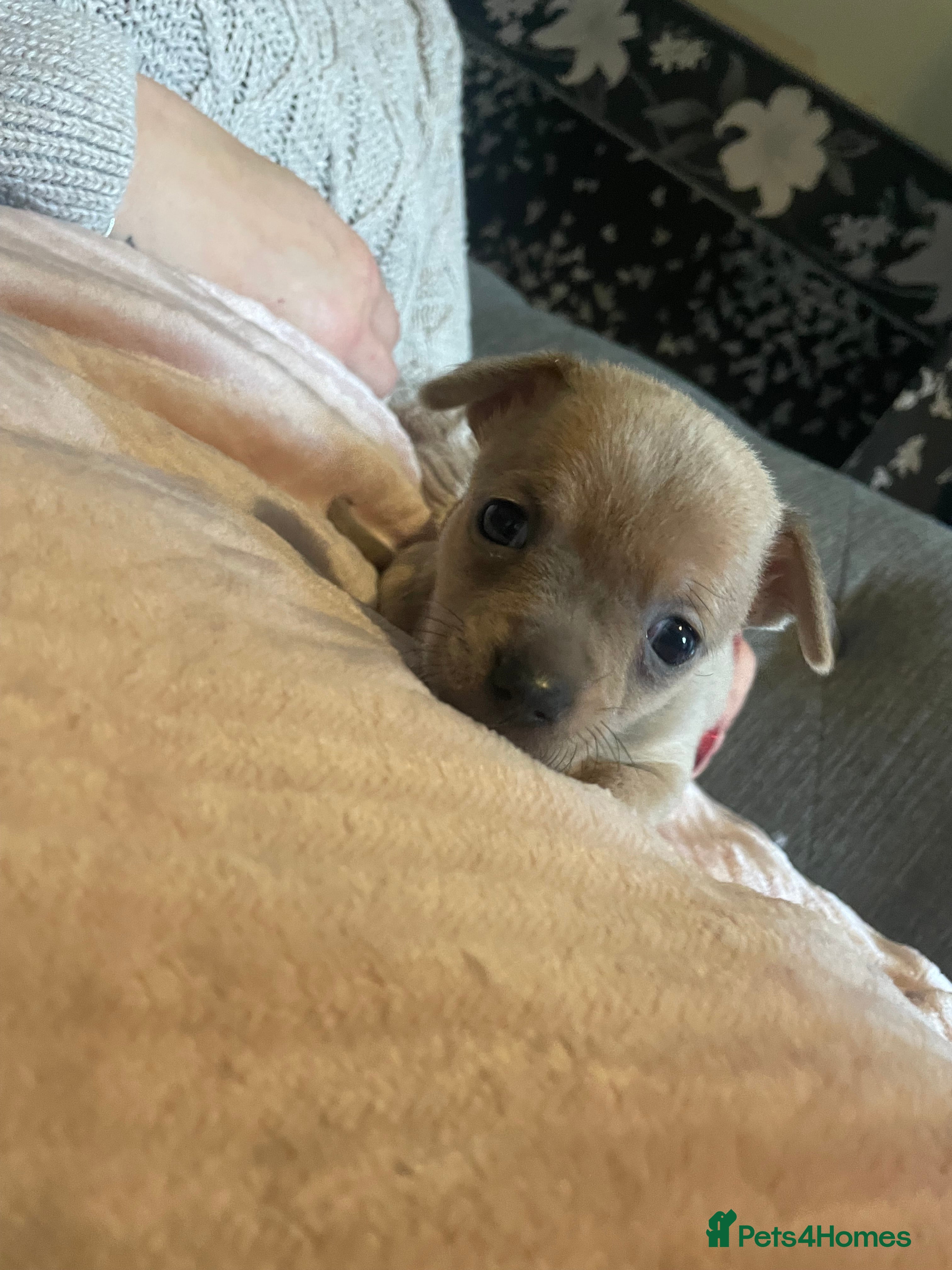 Chihuahua dogs Chihuahua puppies - Advert 2