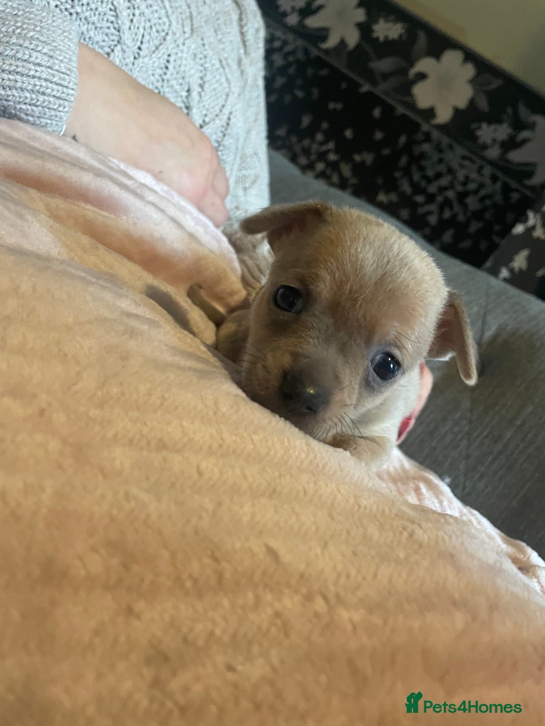 Chihuahua dogs for sale: Chihuahua puppies - Advert 1