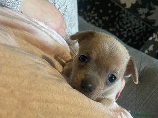 Chihuahua dogs Chihuahua puppies - Advert 1