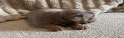 Jack Russell dogs for sale: Ready to leave lilac jack Russell’s  - Advert 22