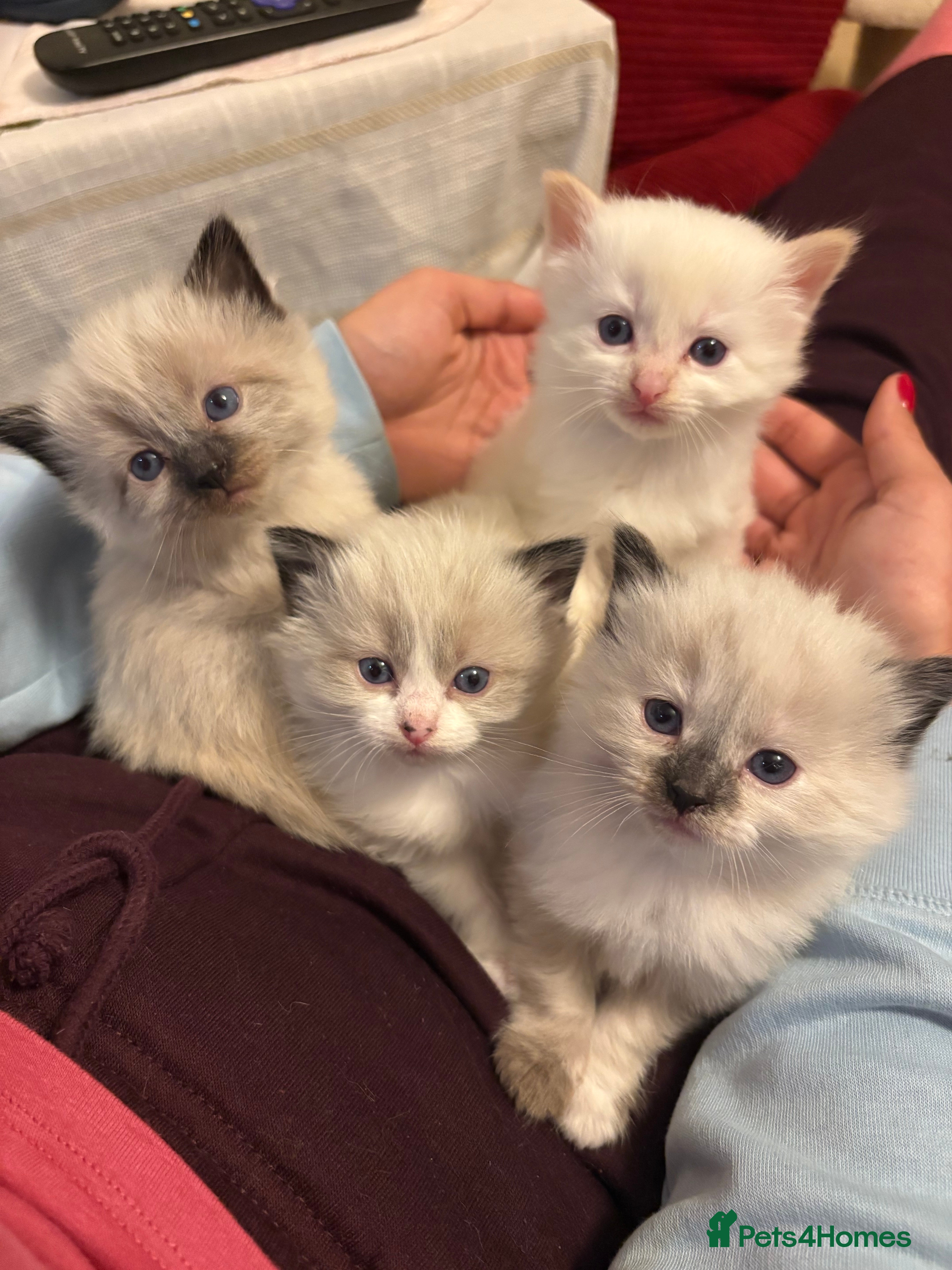 Ragdoll cats Ragdoll x Siamese Gorgeous kittens 3 Girls 2 Boys - Advert 1