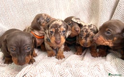 Miniature Dachshund dogs for sale: 8 MINIATURE DACHSHUNDS - Advert 19