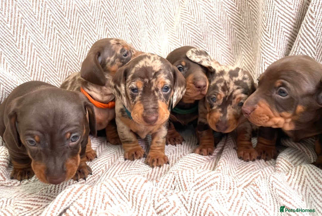 Miniature Dachshund dogs for sale: 8 MINIATURE DACHSHUNDS - Advert 19