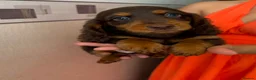 Miniature Dachshund dogs for sale: Long haired miniature dachshund  - Advert 10