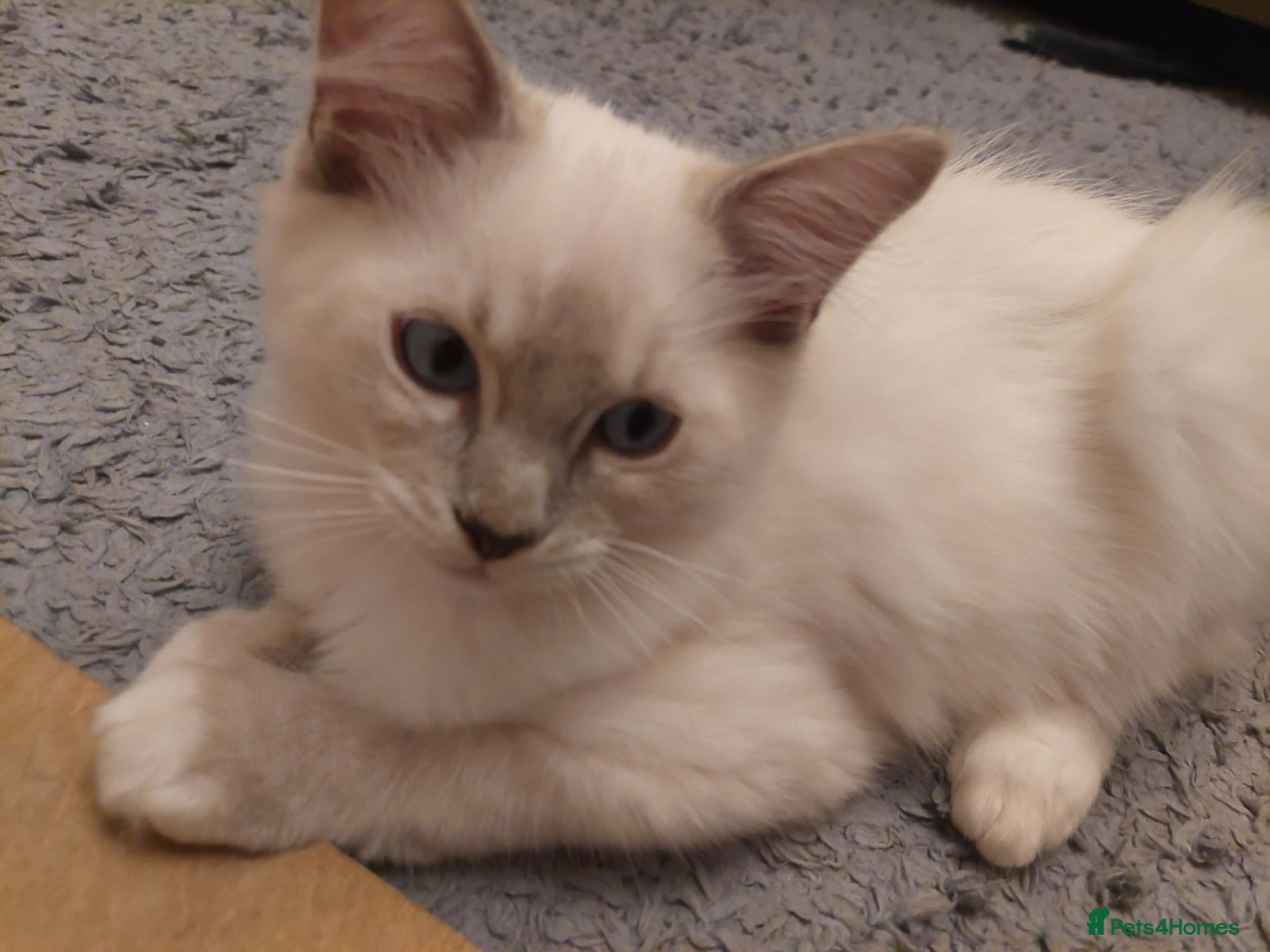 Ragdoll cats Ragdoll 1 - Advert 13