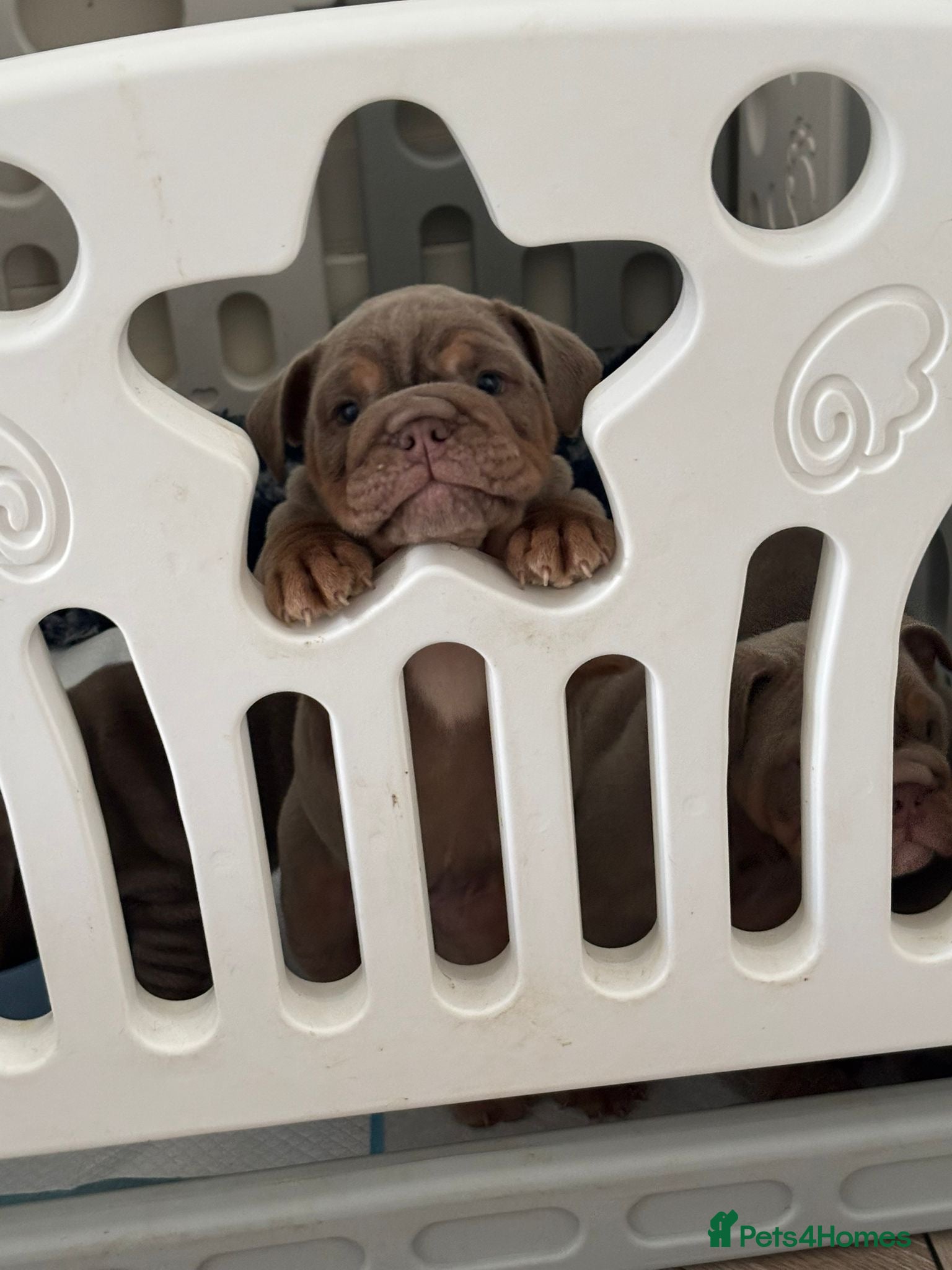 English Bulldog dogs FULL SUIT ENGLISH BULLDOGS  - Advert 8