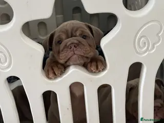 English Bulldog dogs FULL SUIT ENGLISH BULLDOGS - Advert 8