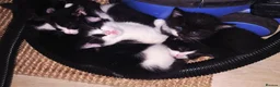 Mixed Breed cats for sale: READY NOW ..Beautiful black and white kittens  - Advert 10