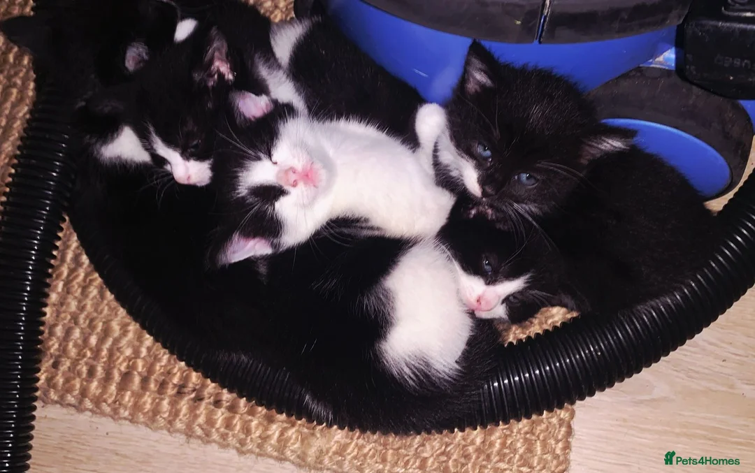 Mixed Breed cats for sale: READY NOW ..Beautiful black and white kittens  - Advert 10