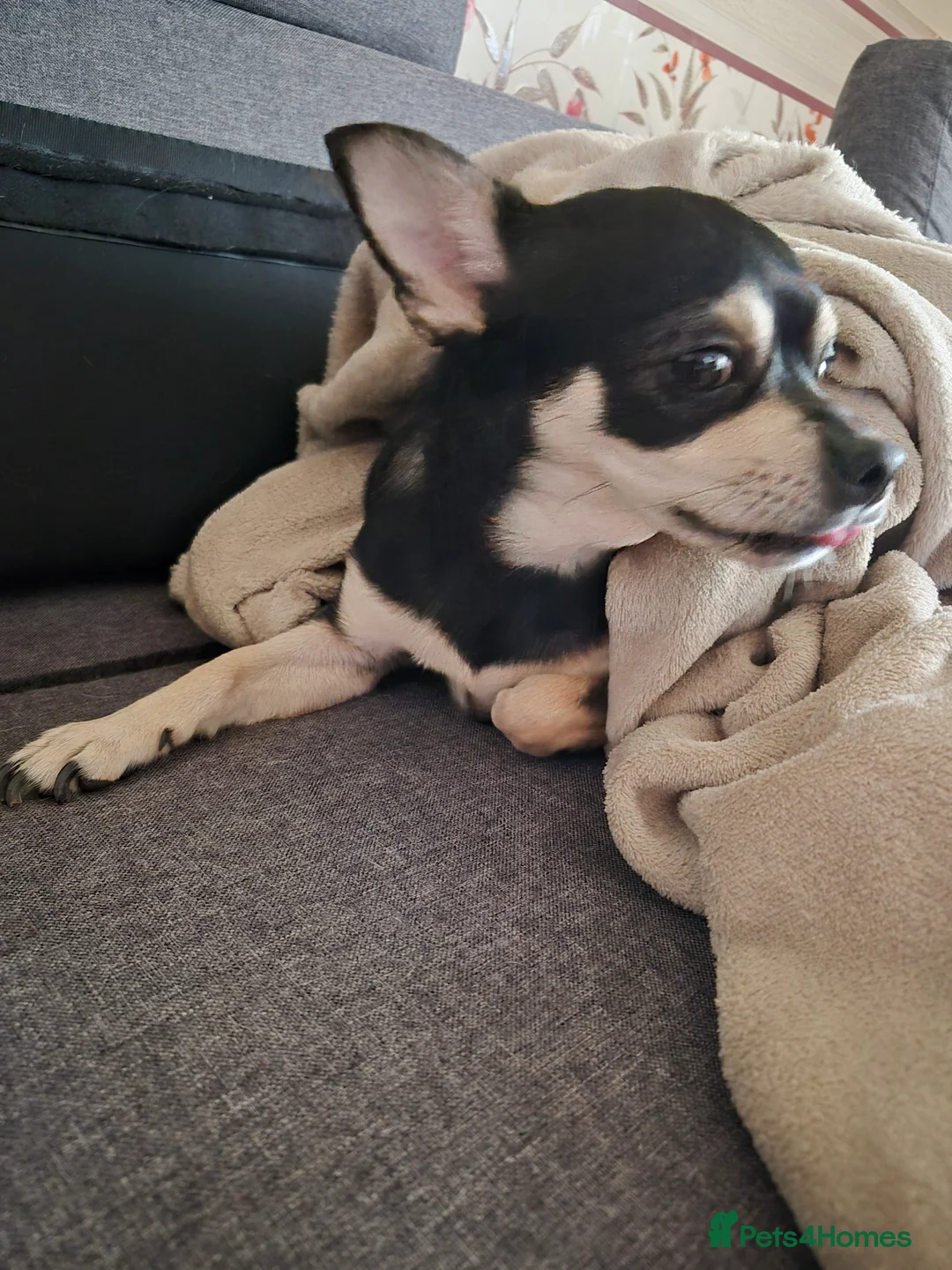 Chihuahua dogs for sale: Chihuahua - Advert 2