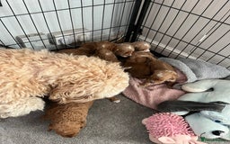Cockapoo dogs for sale: Cockapoo puppies - DNA Health test clear  - Image 28