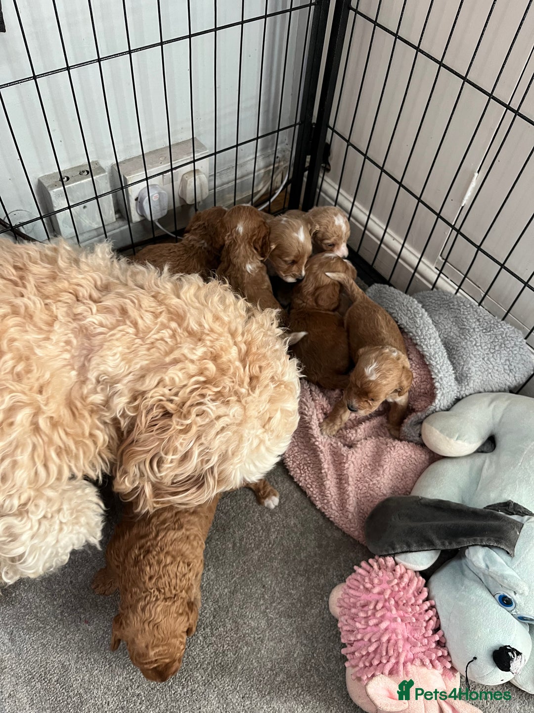 Cockapoo dogs for sale: Cockapoo puppies - DNA Health test clear  - Image 28