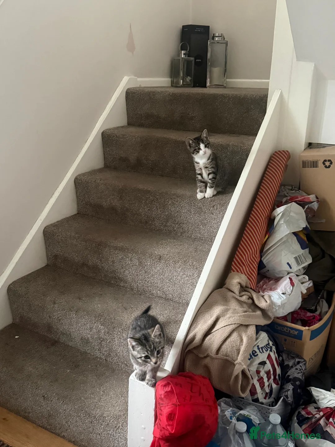 Mixed Breed cats for sale: 3 mixed tabby kittens for sale!  - Advert 10