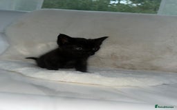 Siamese cats for sale: Tiny🥹half siamese kittens for sale ready to leave - Image 8