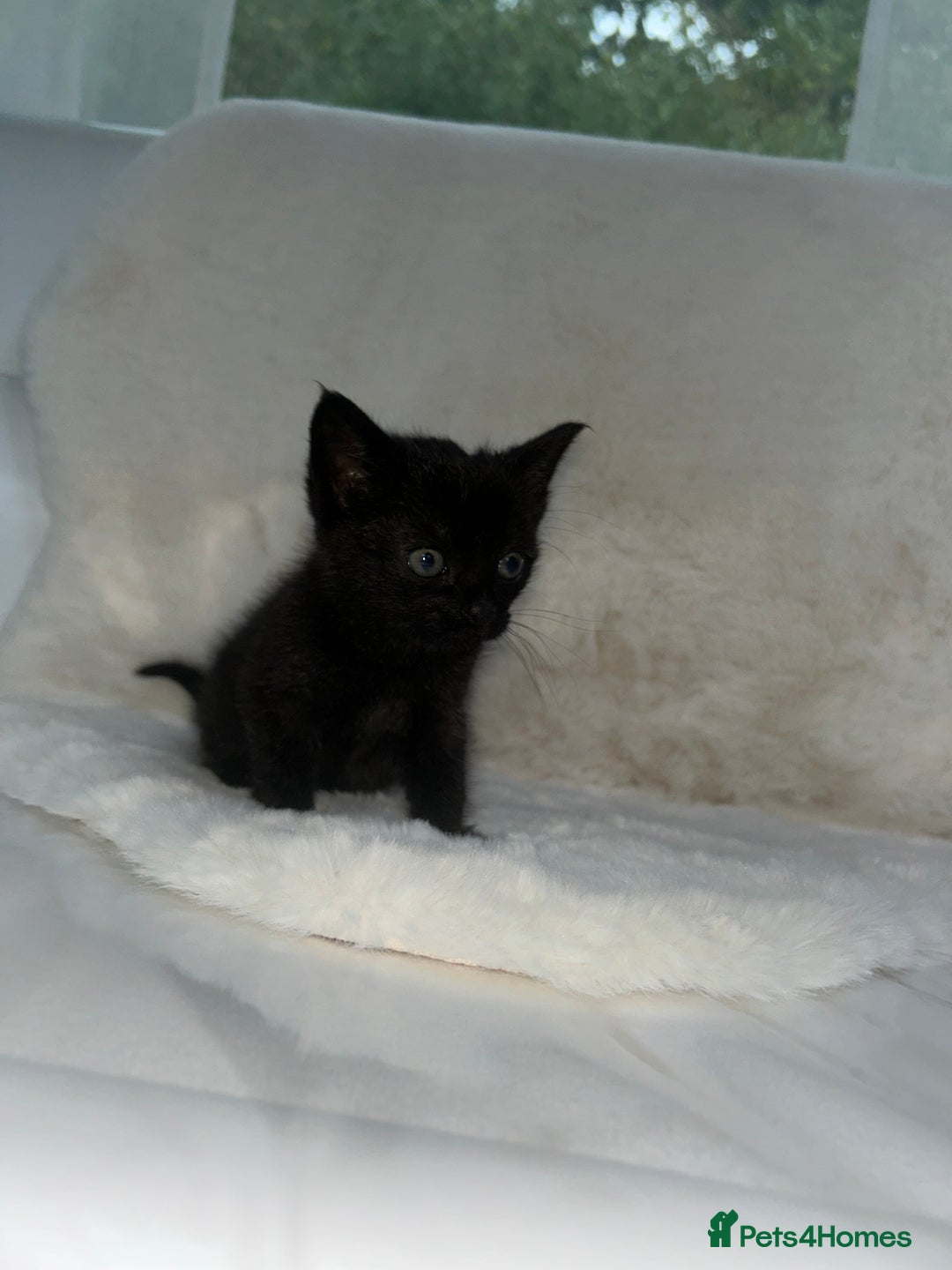 Siamese cats for sale: Tiny🥹half siamese kittens for sale ready to leave - Image 8