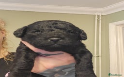 Mixed Breed dogs for sale: Pooshi x Bedipoo  - Image 5