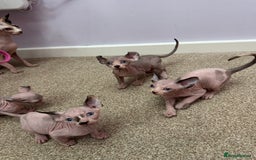 Sphynx cats for sale: Beautiful Pure Sphynx Kittens – Ready Now! - Image 30