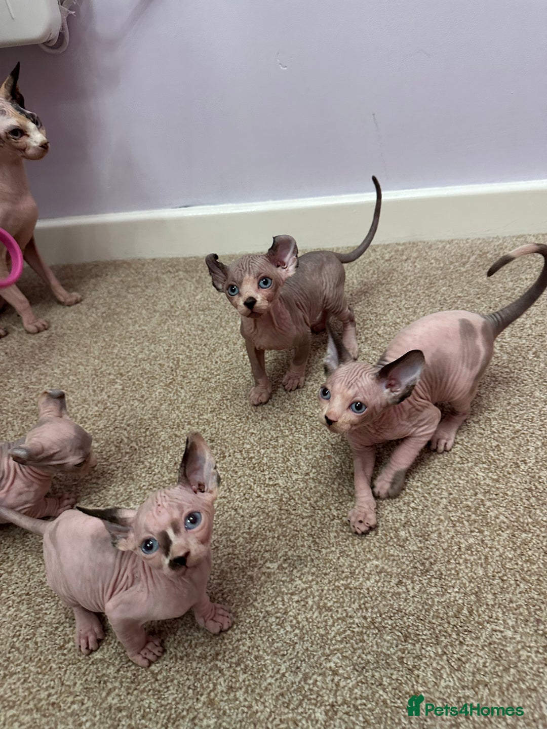 Sphynx cats for sale: Beautiful Pure Sphynx Kittens – Ready Now! - Image 30