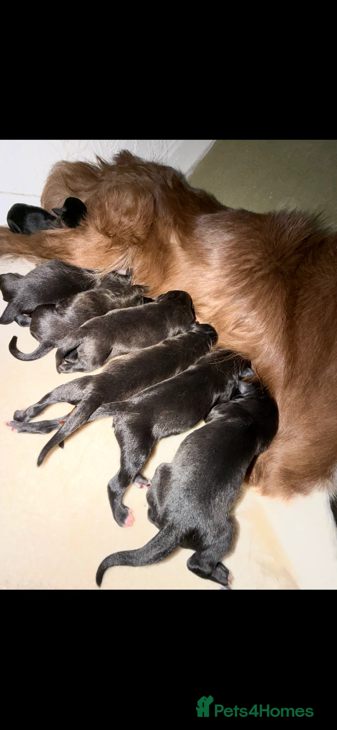 Mixed Breed dogs for sale: Collie x Wheaton greyhound pup  - Advert 4