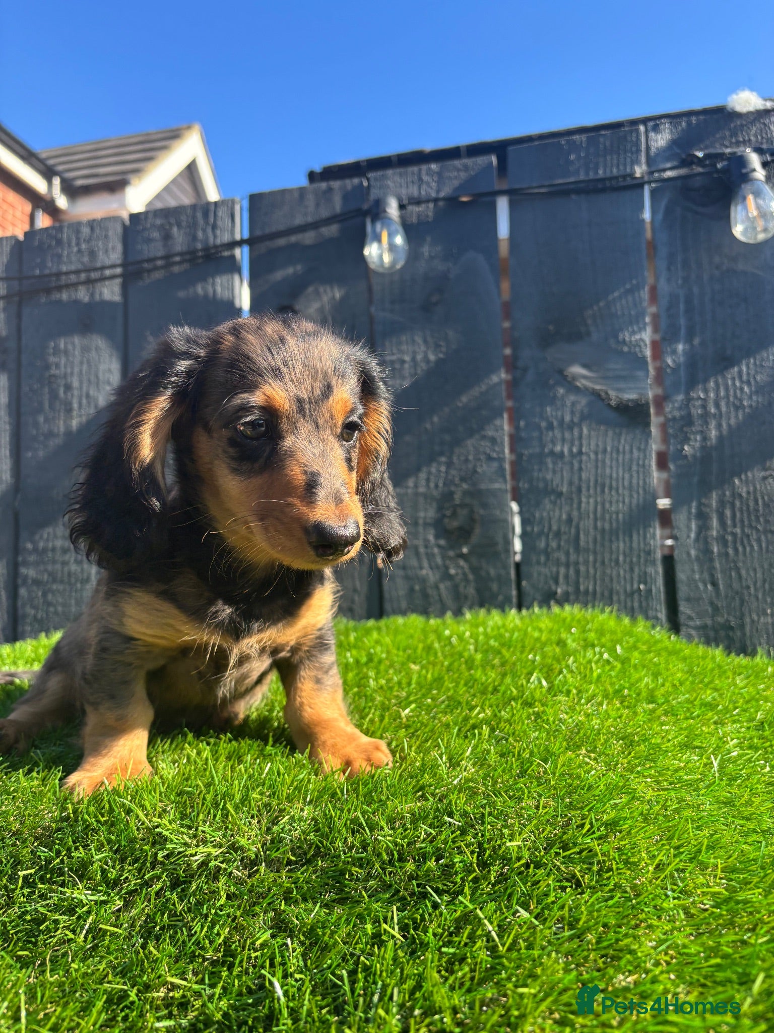 Miniature Dachshund dogs 🐾KC registered long-haired miniature dachshund 🐾 - Advert 4