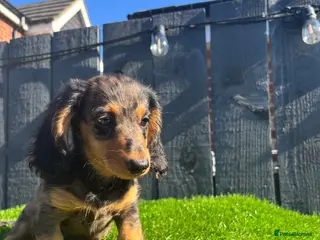 Miniature Dachshund dogs 🐾KC registered long-haired miniature dachshund 🐾 - Advert 4