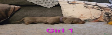 Miniature Dachshund Puppy 1