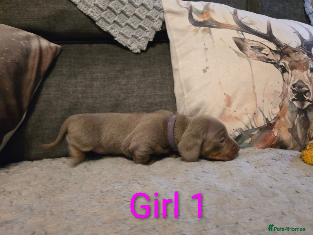 Miniature Dachshund dogs for sale: Miniature Dachshund Puppies - Advert 10
