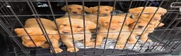 Labrador Retriever dogs for sale: KC registered Fox Red Labrador Puppies - Advert 3