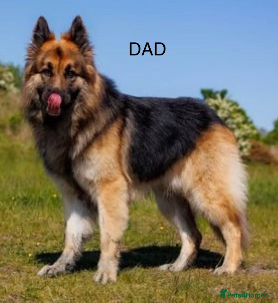 German Shepherd dogs for sale: Stunning German shepherds  - Advert 13