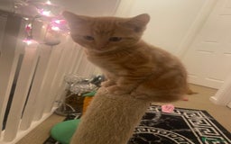 Mixed Breed cats for sale: Looking for forever home - Image 22