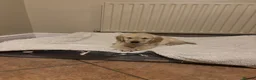 Golden Retriever dogs for sale: Beautiful KC Reg Golden Retriever puppies!!  - Advert 4