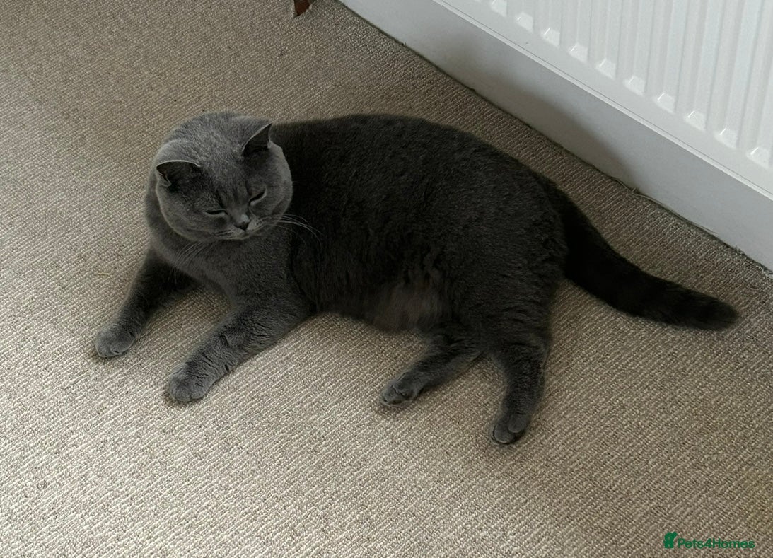 British Shorthair cats GCCF BSH Bilcolour/Tricolour chunky 🐱  - Advert 2