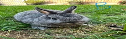 Netherland Dwarf rabbits for sale: Netherland Dwarf rabbits for sale  - Advert 13