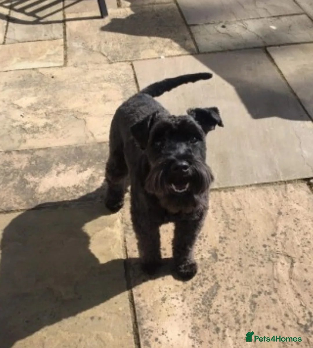 Miniature Schnauzer dogs for stud: proven kc reg perfect stud in Pontefract - Advert 2