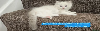 Blue boy