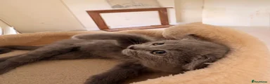 Russian Blue grey girl 