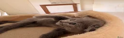 Russian Blue cats for sale: Beautiful Russian Blue/British Shorthair Kittens  in Wimborne - Advert 15