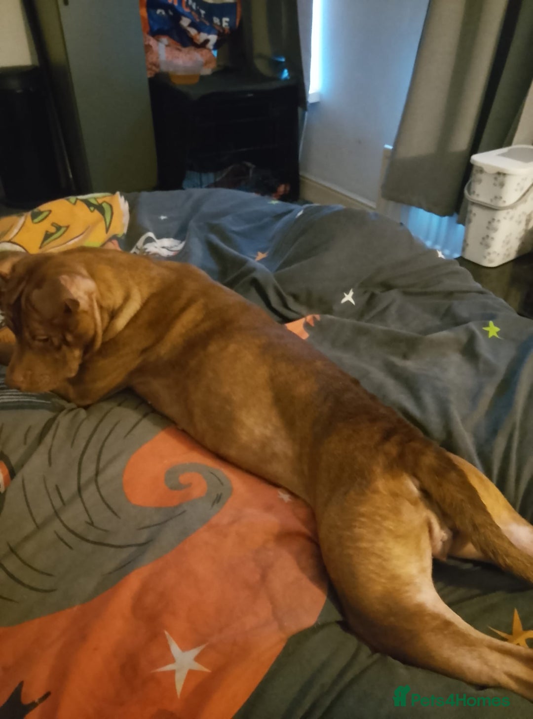 American Bull Staffy dogs for sale: Ava American bull staffy - Advert 5