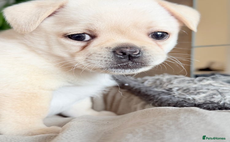 Mixed Breed dogs - Advert 2