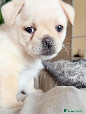 Mixed Breed dogs - Advert 2
