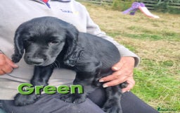 Cocker Spaniel dogs for sale: Stunning Black working Cocker Spaniel Puppies - Image 4