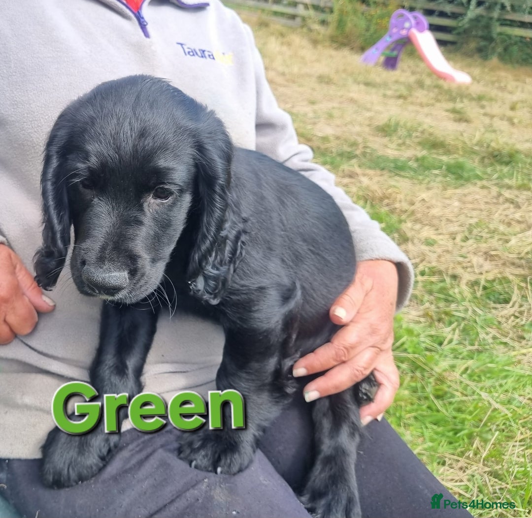 Cocker Spaniel dogs for sale: Stunning Black working Cocker Spaniel Puppies - Image 4