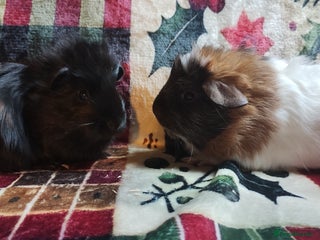 Guinea Pig rodents Funky hair pair of boy guinea pigs ready now - Advert 12